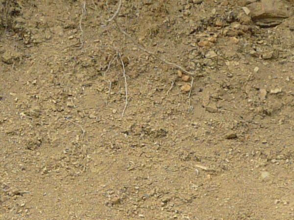 Dirt texture with tangled white roots, severed branches and green foliage
